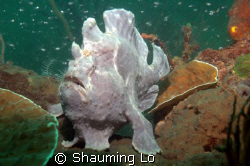 Frogfish wondering around ! by Shauming Lo 